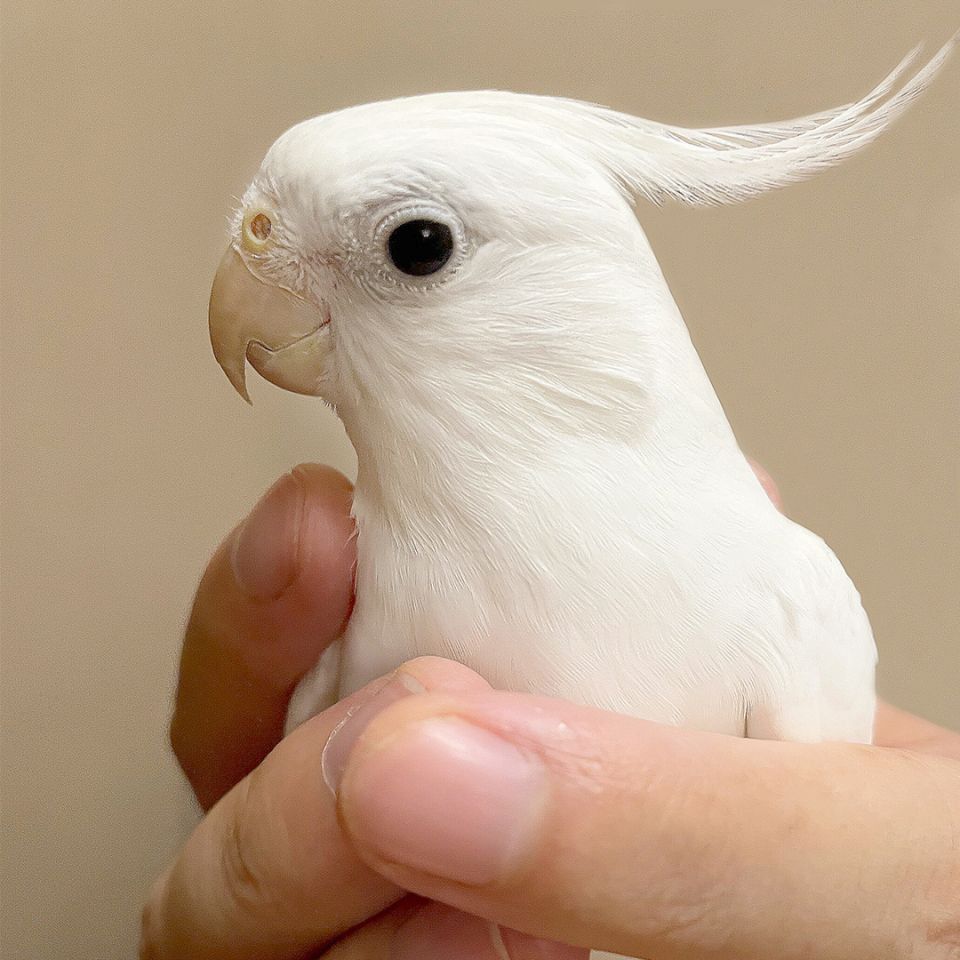 錦鯉一般人養7條好嗎