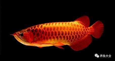 龍魚掉眼防治：關(guān)于龍魚掉眼的防治