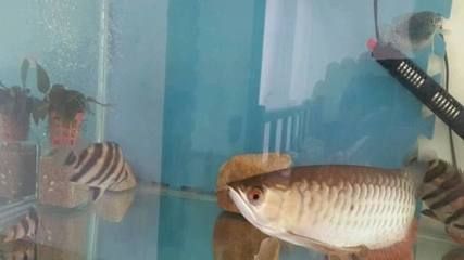 養(yǎng)龍魚(yú)打氧氣好不好：養(yǎng)龍魚(yú)是否需要一直打氧氣