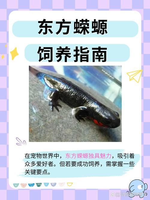火龍魚可以和其他魚養(yǎng)在一起嗎圖片