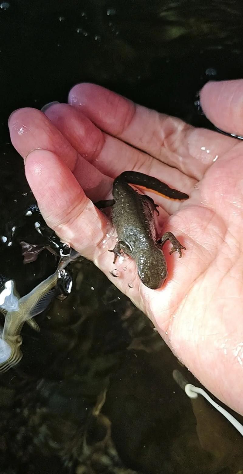 火龍魚可以和其他魚養(yǎng)在一起嗎圖片