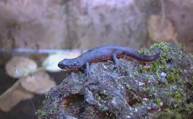 火龍魚可以和其他魚養(yǎng)在一起嗎圖片