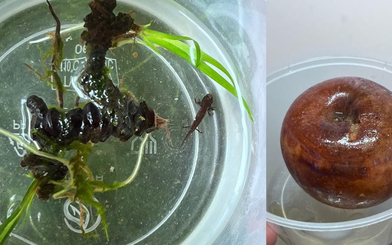 火龍魚可以和其他魚養(yǎng)在一起嗎圖片