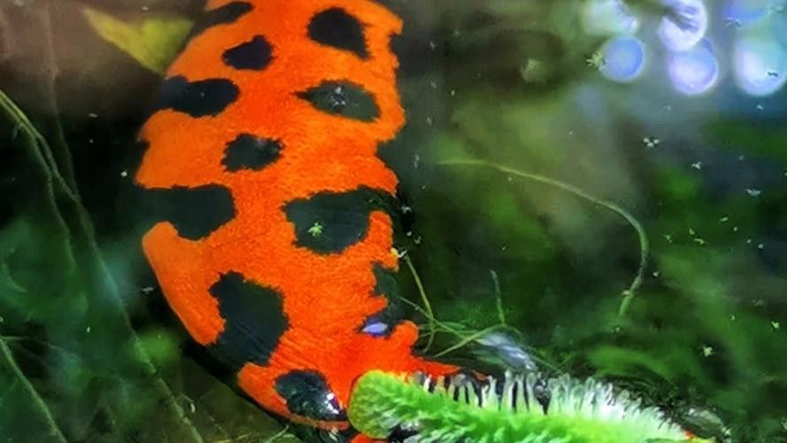 火龍魚可以和其他魚養(yǎng)在一起嗎圖片