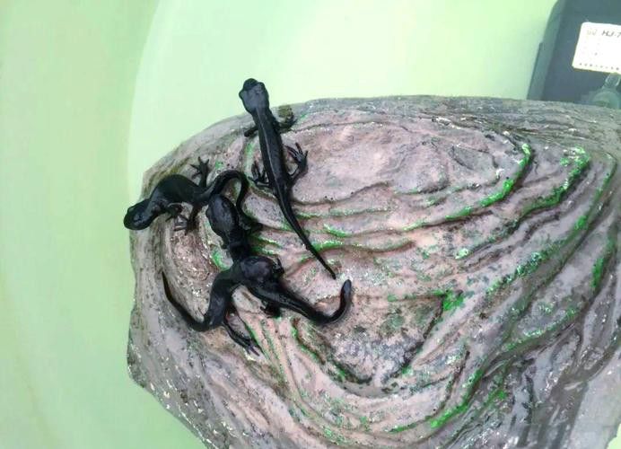 火龍魚可以和其他魚養(yǎng)在一起嗎圖片