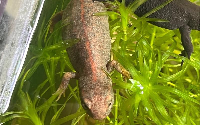 火龍魚可以和其他魚養(yǎng)在一起嗎圖片