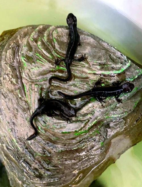 火龍魚可以和其他魚養(yǎng)在一起嗎圖片