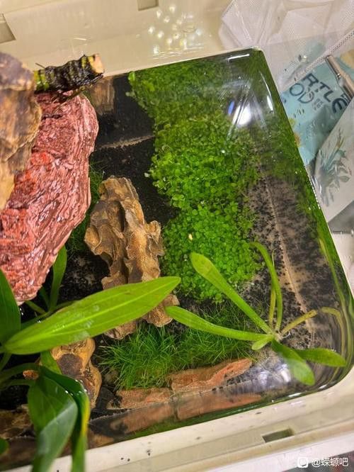 火龍魚可以和其他魚養(yǎng)在一起嗎圖片