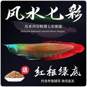 紅龍魚魚苗真假鑒別（如何鑒別紅龍魚魚苗）