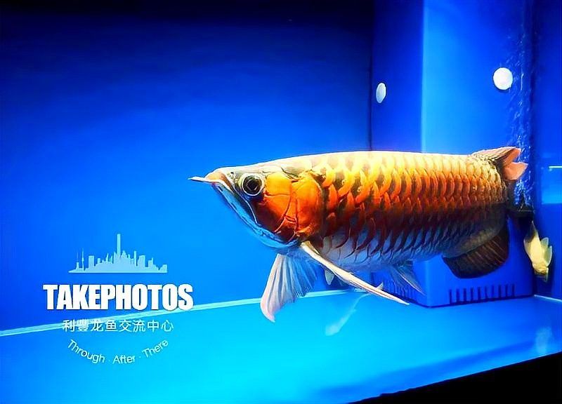 龍魚浮頭有哪些癥狀？