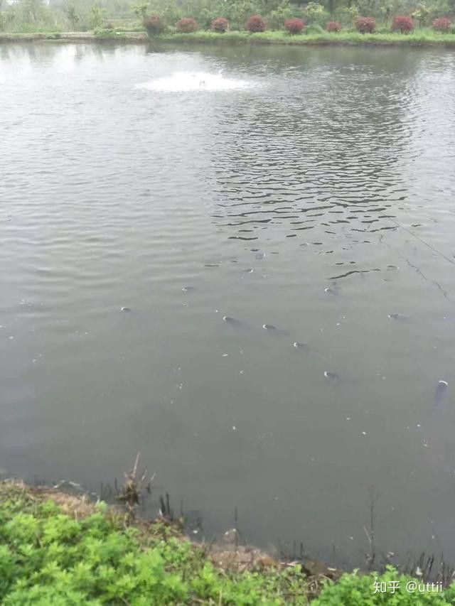 龍魚浮頭有哪些癥狀？