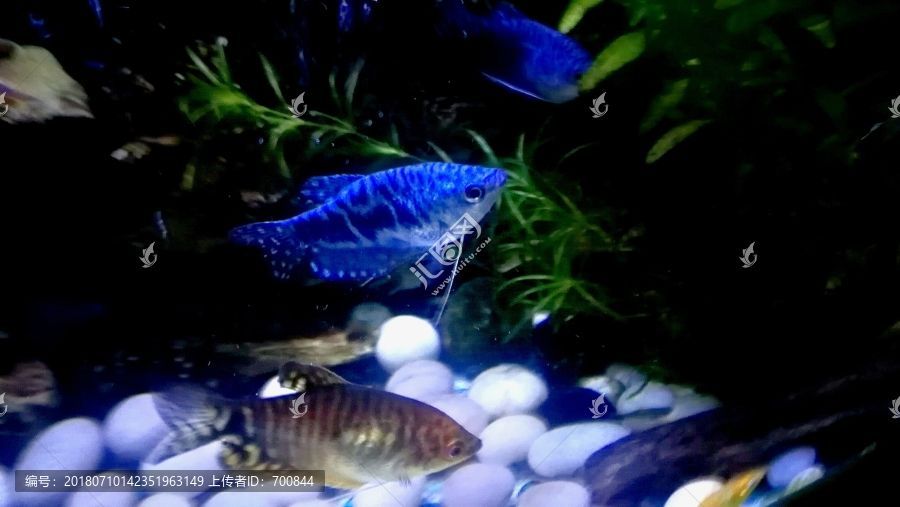 黃藍曼龍魚招財嗎：黃藍曼龍魚招財嗎黃藍曼龍魚招財嗎，黃藍曼龍魚招財嗎