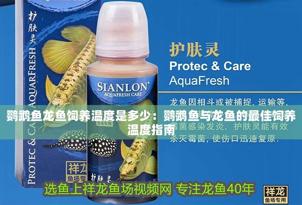 鸚鵡魚龍魚飼養溫度是多少：鸚鵡魚與龍魚的最佳飼養溫度指南
