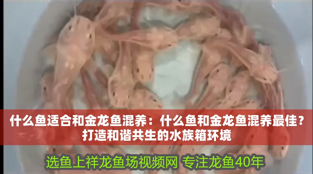 什么魚適合和金龍魚混養：什么魚和金龍魚混養最佳？打造和諧共生的水族箱環境