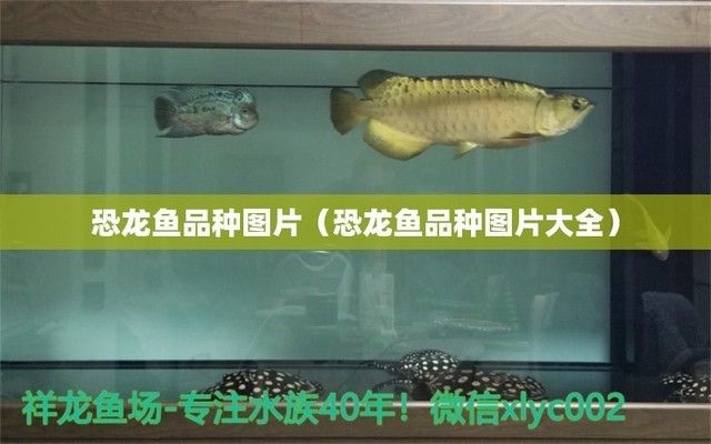 恐龍魚照片（恐龍魚圖片大全）