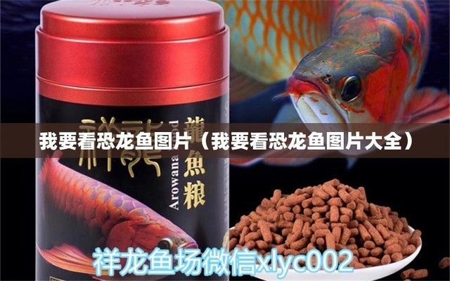 恐龍魚照片（恐龍魚圖片大全）