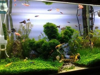 龍魚的ph值多少合適，龍魚缸水ph值多少正常：龍魚ph值多少合適龍魚缸水ph值多少合適
