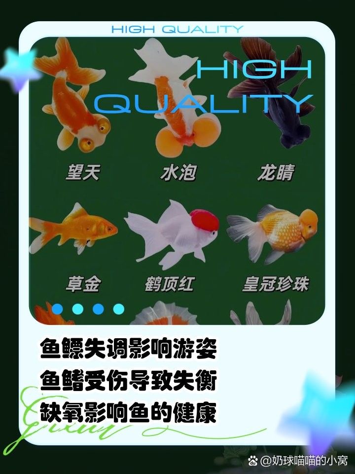 龍魚貼著魚缸一側游
