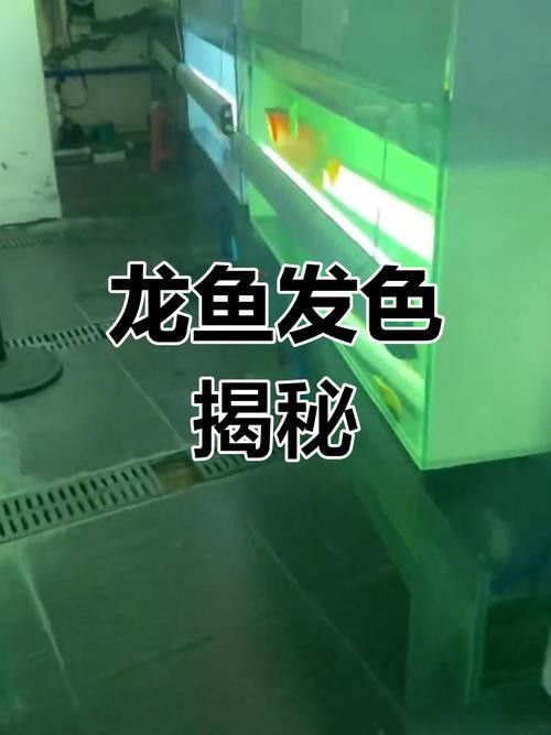 龍魚(yú)混養(yǎng)影響發(fā)色嗎圖片欣賞