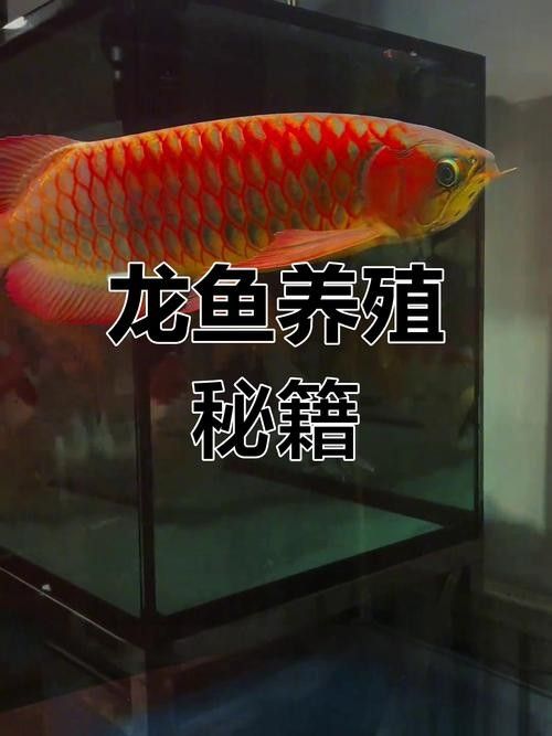 龍魚(yú)混養(yǎng)影響發(fā)色嗎圖片欣賞