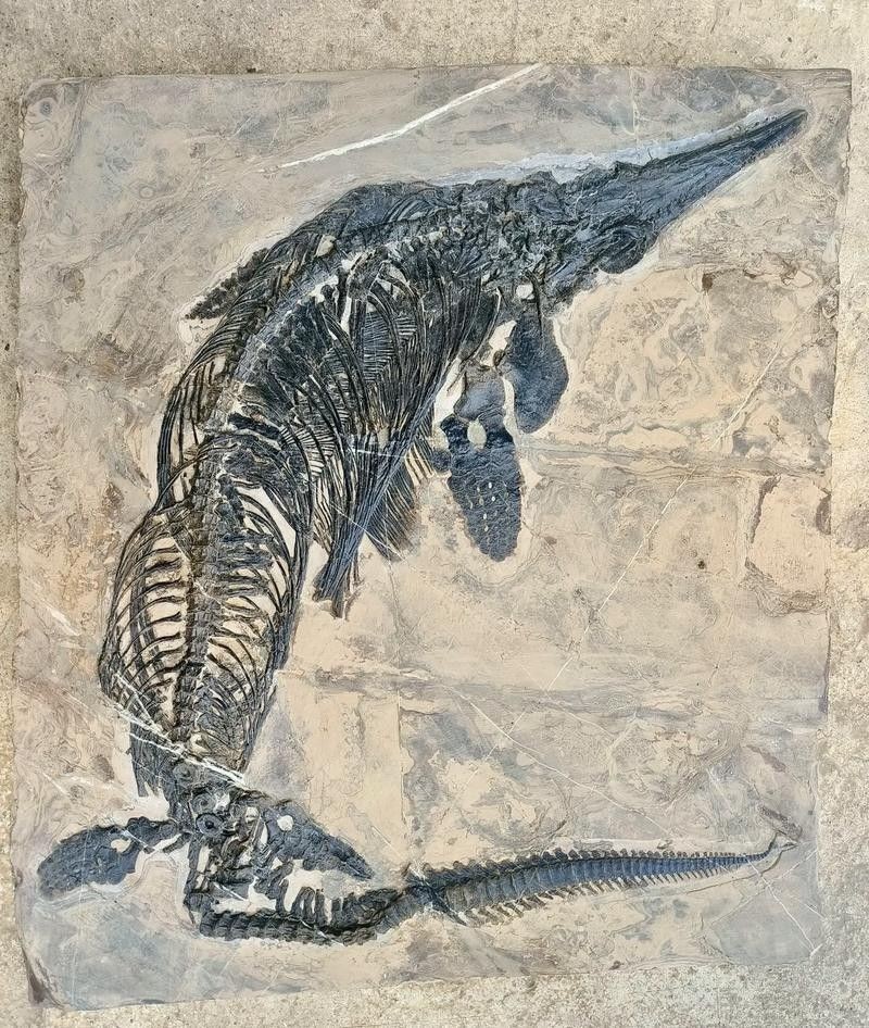 龍魚化石圖片大全高清