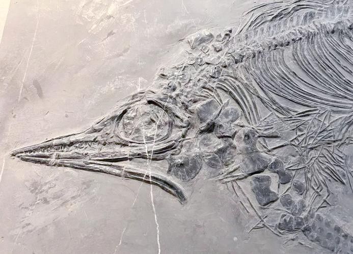 龍魚化石圖片大全高清