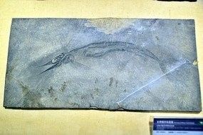 龍魚化石圖片大全高清