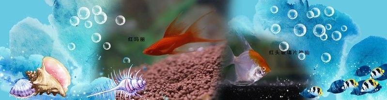 龍魚(yú)批發(fā)市場(chǎng)地址查詢(xún)官網(wǎng)電話(huà)