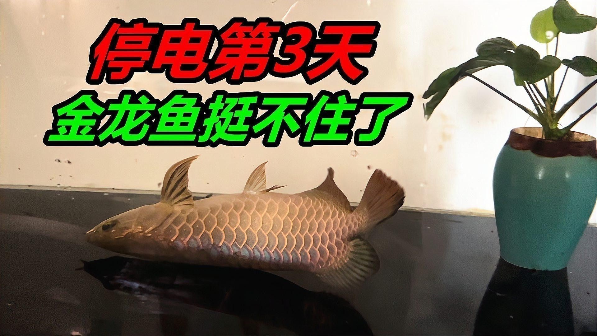龍魚多久不喂食沒事