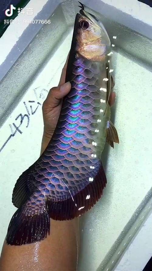 高清金龍魚