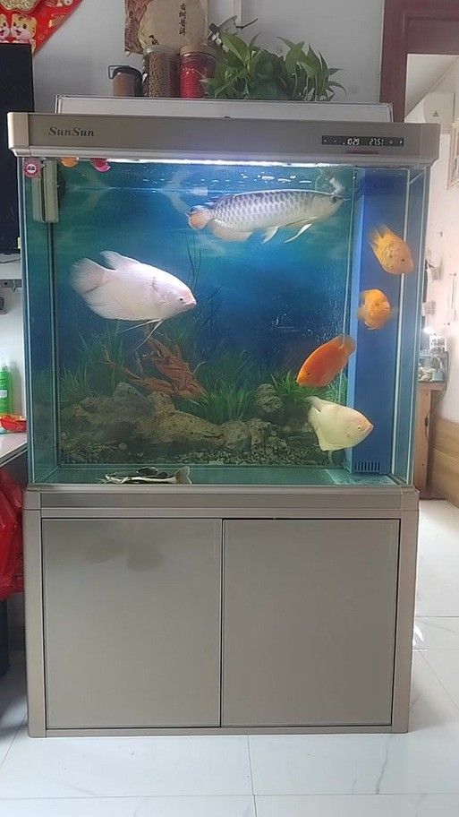 高清金龍魚