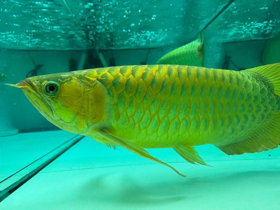 龍魚怎么用燈照出來