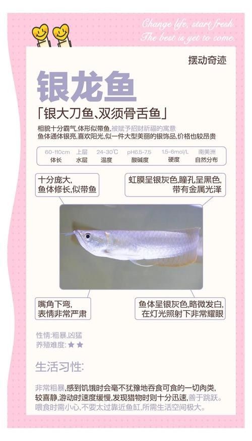 銀龍魚的養殖方法和技巧圖解