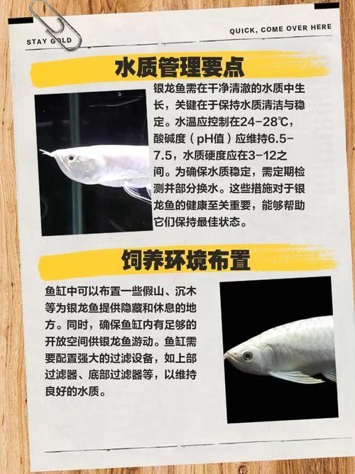 銀龍魚的養殖方法和技巧圖解