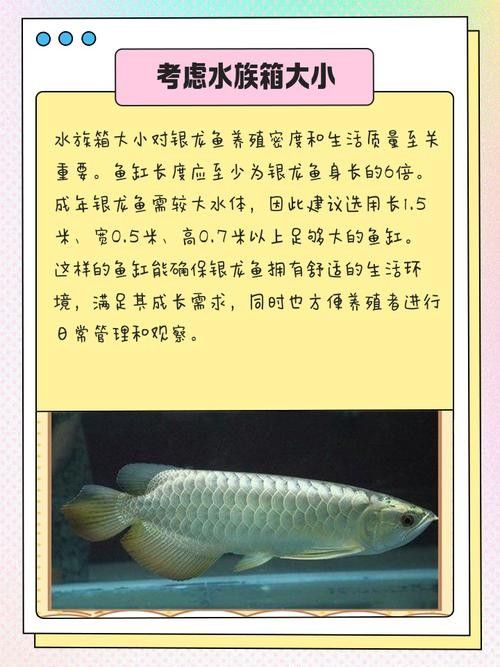 銀龍魚的養殖方法和技巧圖解