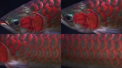 紅龍魚飼養(yǎng)溫度和濕度是多少啊（紅龍魚飼養(yǎng)溫度和濕度是多少啊視頻）