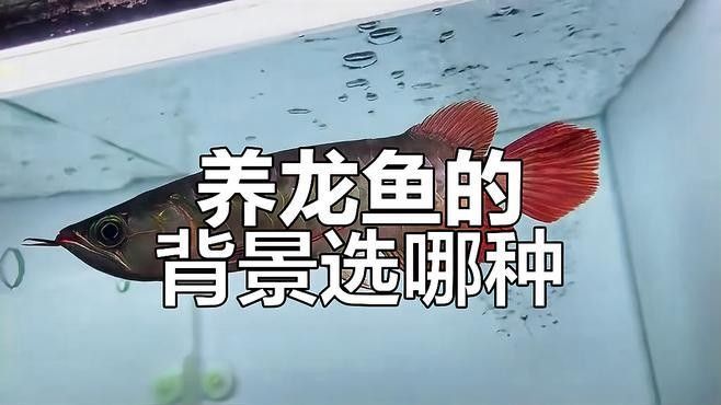 龍魚黑缸和白缸的區別