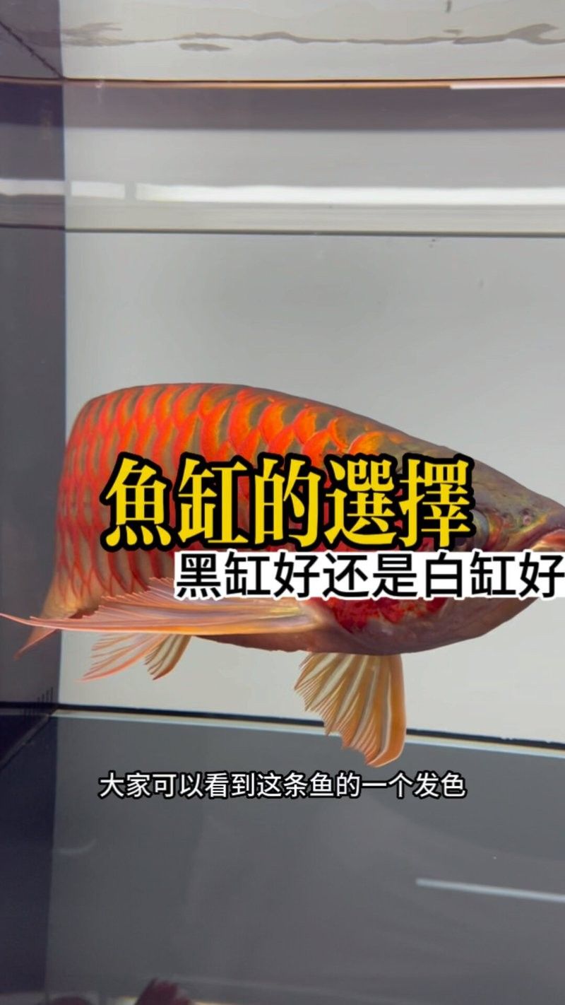 龍魚黑缸和白缸的區別