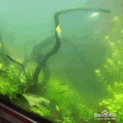 白龍魚吃什么魚食 白龍魚吃什么魚食 龍魚百科