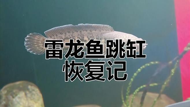 雷龍魚鉆進沙子里怎么辦