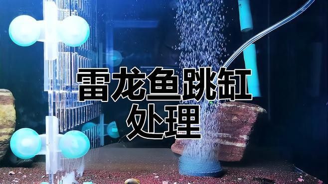 雷龍魚鉆進沙子里怎么辦