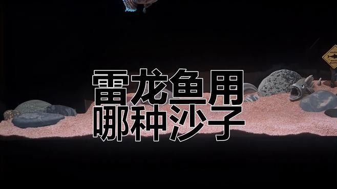 雷龍魚鉆進沙子里怎么辦