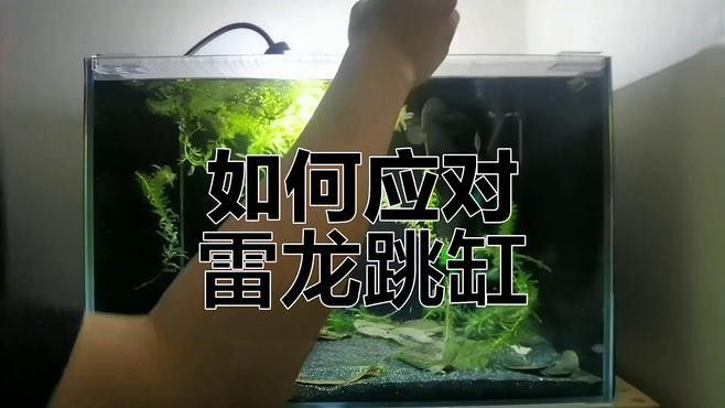 雷龍魚鉆進沙子里怎么辦