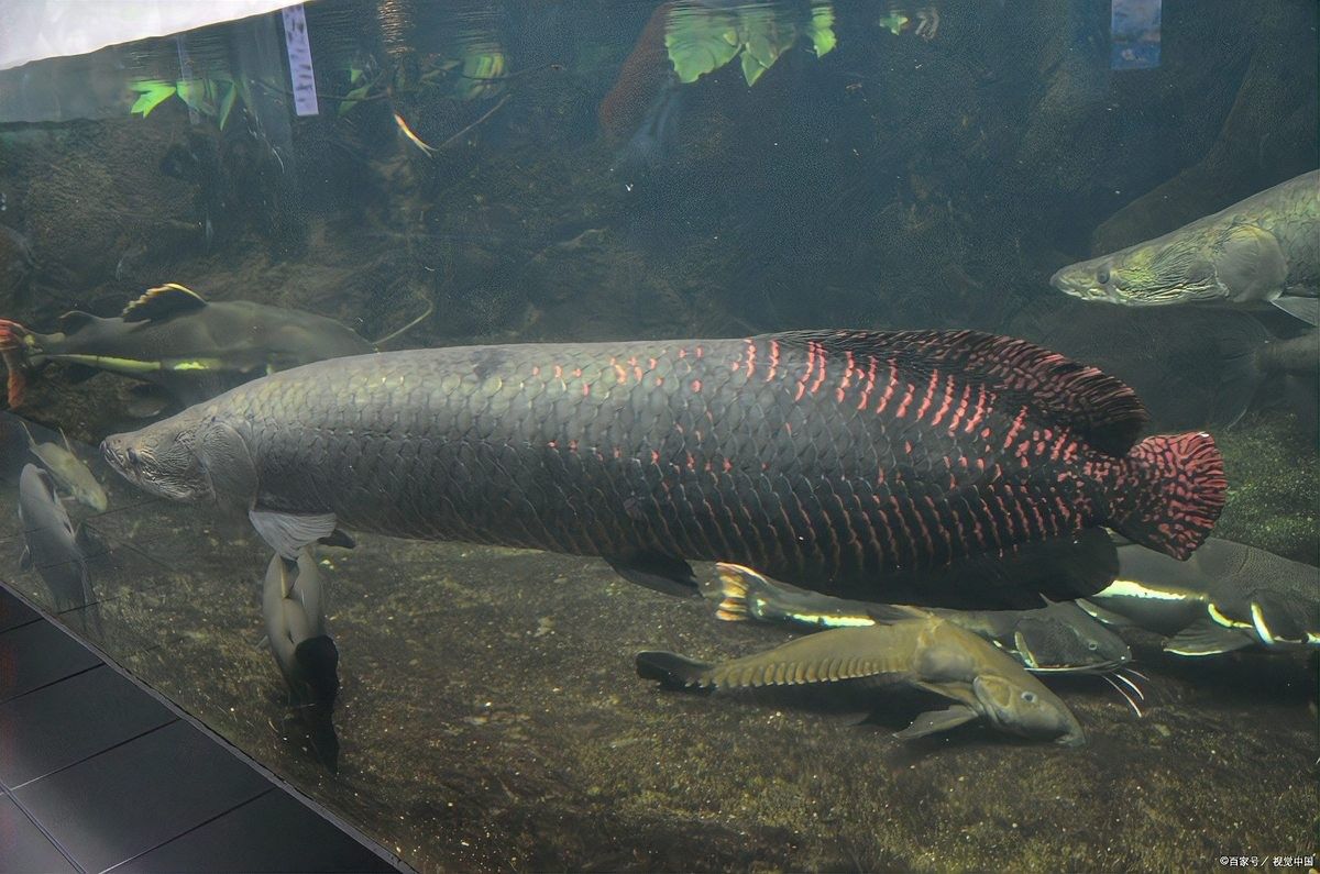雷龍魚鉆進沙子里怎么辦