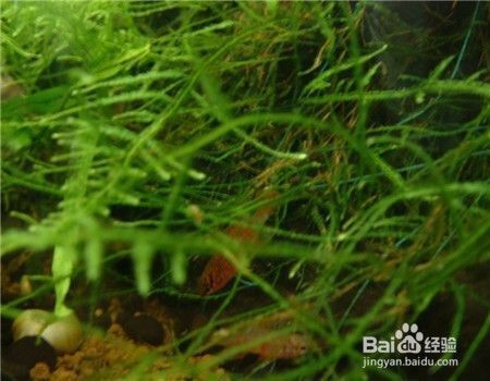 紅龍貴還是金龍魚貴（紅龍魚和金龍魚價格受多種因素影響紅龍魚與金龍魚市場趨勢）