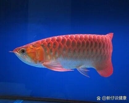 龍魚鰓蓋起水泡有哪些癥狀？