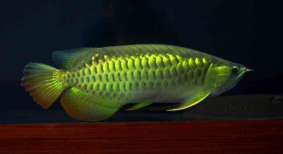 黑龍魚可以和什么魚混養呢圖片大全