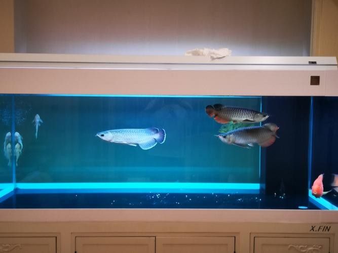 黑龍魚可以和什么魚混養呢圖片大全