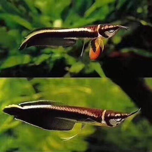 黑龍魚可以和什么魚混養呢圖片大全