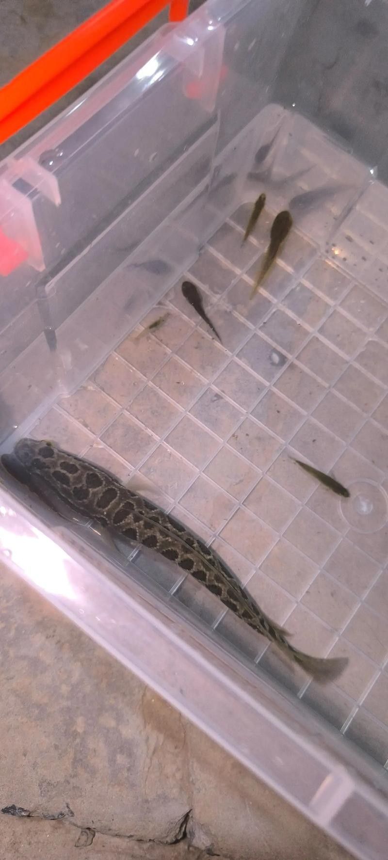 黑龍魚可以和什么魚混養呢圖片大全